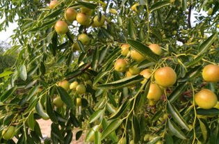 黃驊三娘冬棗采摘園全攻略 門票、地址、游玩指南及圖片分享